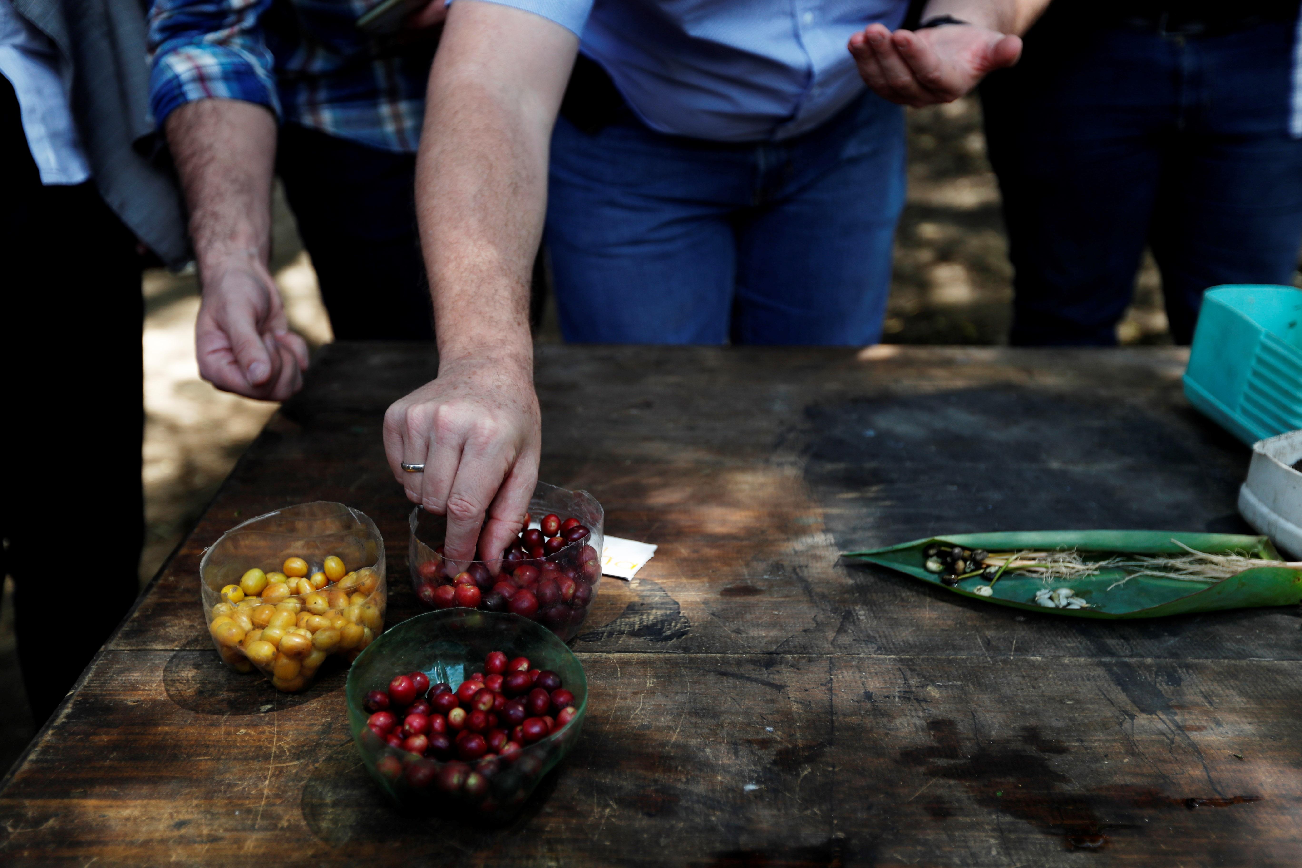 Los productores de café guatemaltecos, la cuarta fuerza de exportación del país, se enfrentan al reto del cambio climático, el uso de los recursos y la economía con nuevas oportunidades de negocio. (Foto Prensa Libre: EFE)