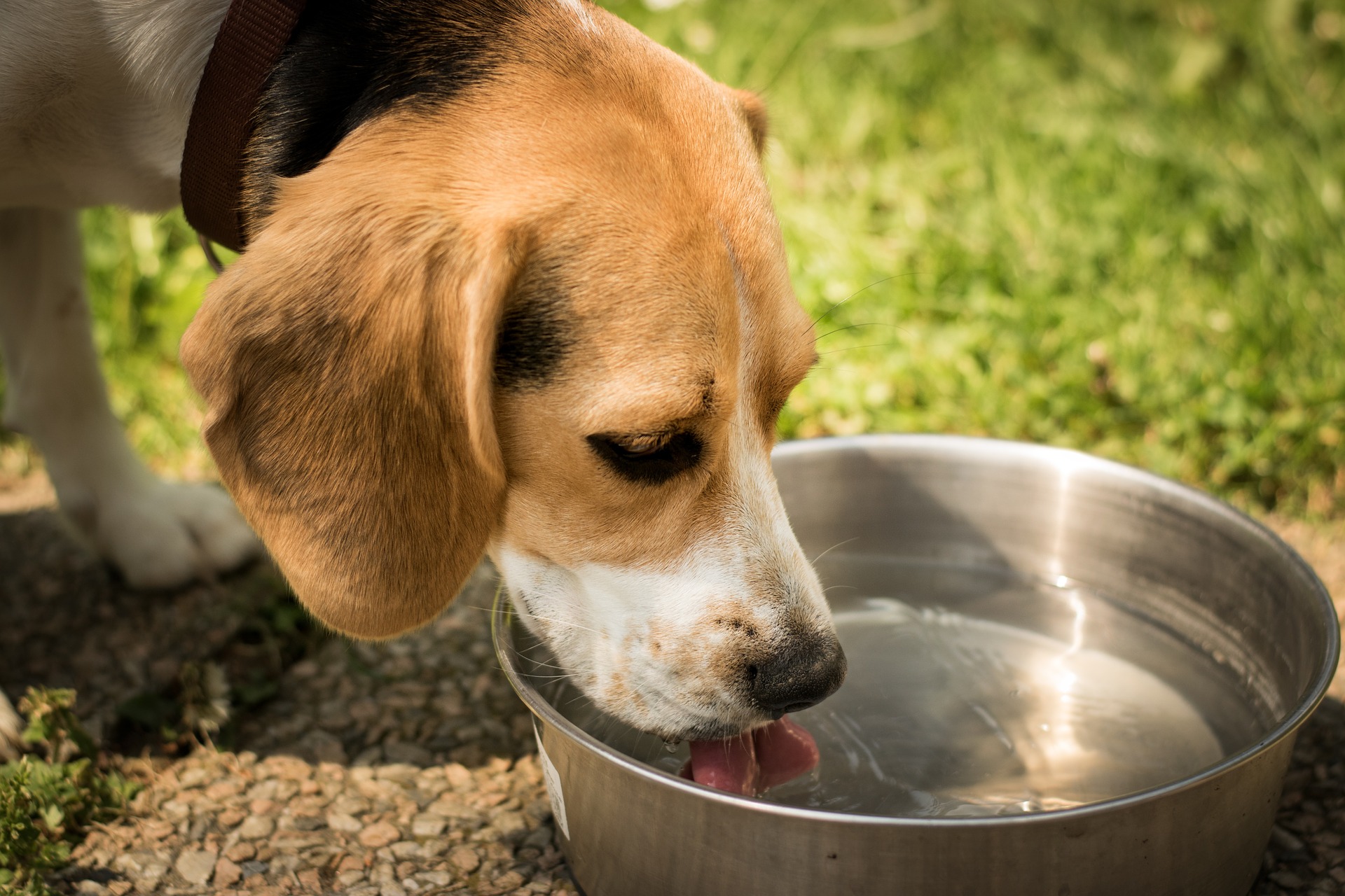 Las mascotas necesitan estar hidratadas, especialmente durante la época de calor. (Foto Prensa Libre: Servicios).