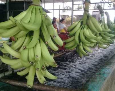 Hongo pone en riesgo unos 280 mil empleos en los sectores de banano y plátano