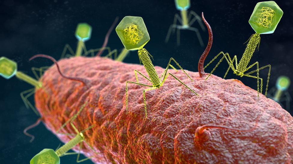 Algunos virus, conocidos como fagos, pueden matar bacterias dañinas. GETTY IMAGES