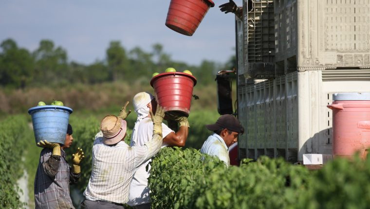 Se calcula que tres millones de guatemaltecos radican en EE. UU., una gran parte en la agricultura. (Foto Prensa Libre: Hemeroteca PL)