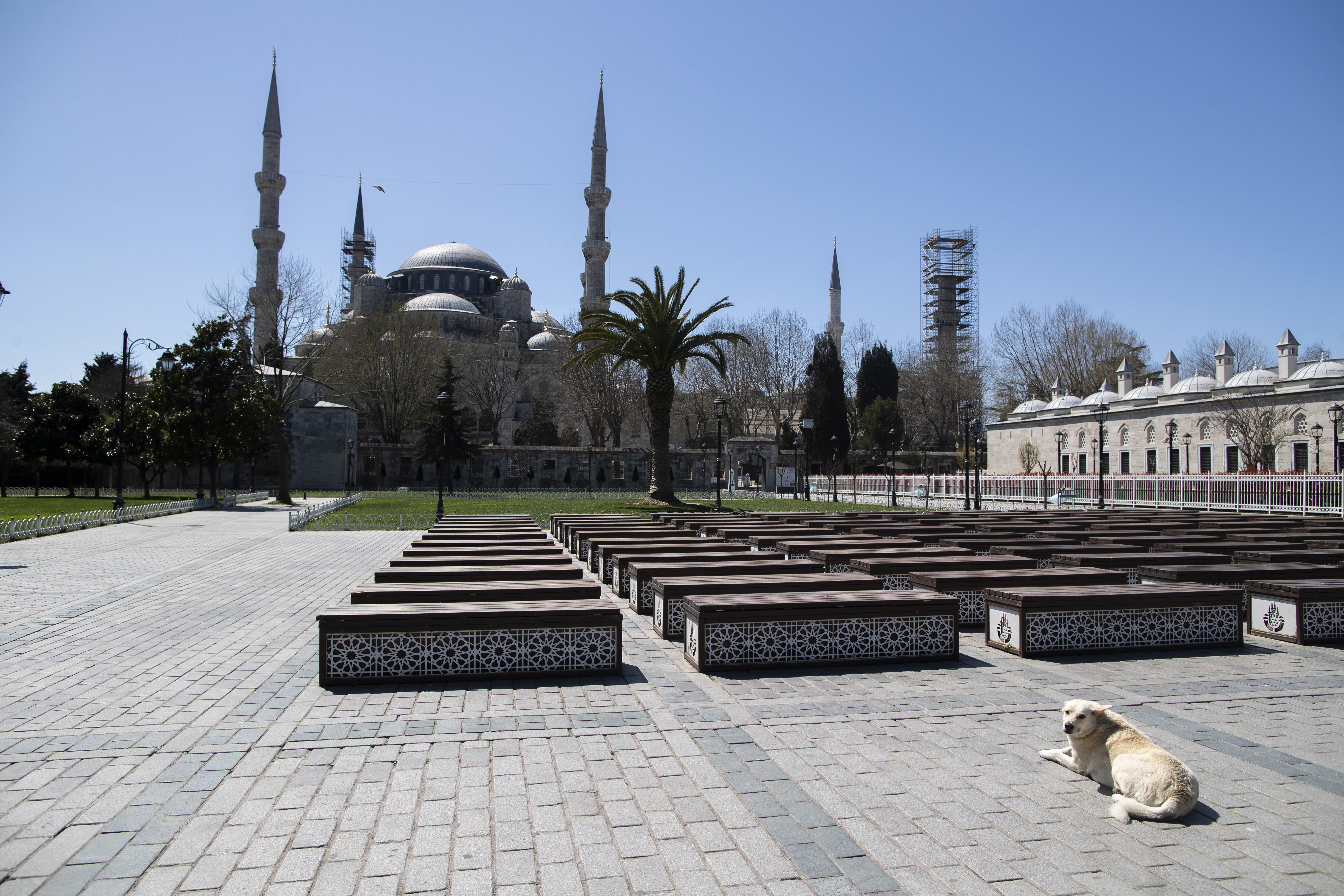 Los perros se quedan en las calles desiertas de Estambul y de muchas ciudades. Foto Prensa Libre: EFE