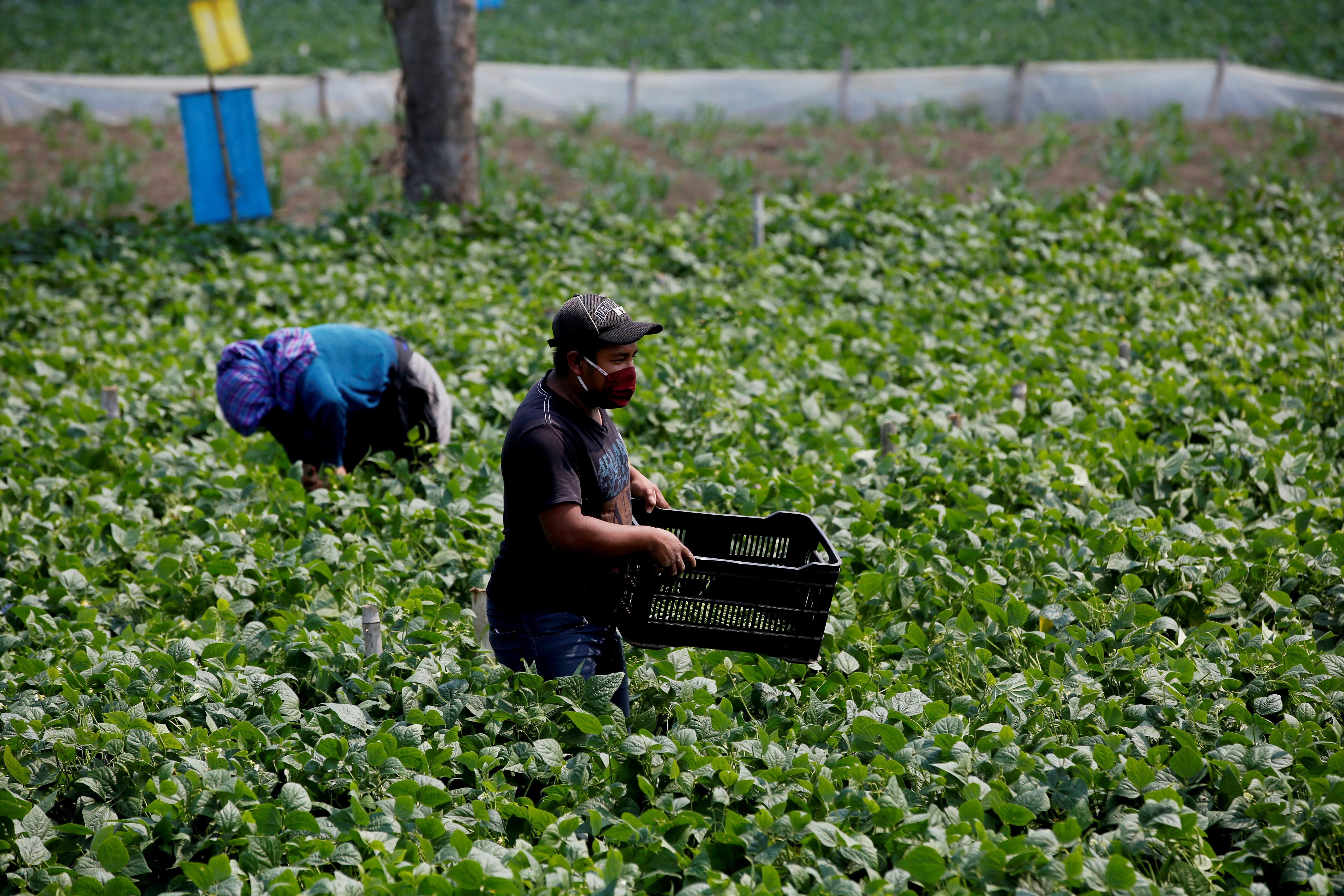 Guatemala tiene potencial para exportar productos agrícolas al Reino Unido. (Foto Prensa Libre: Hemeroteca) 