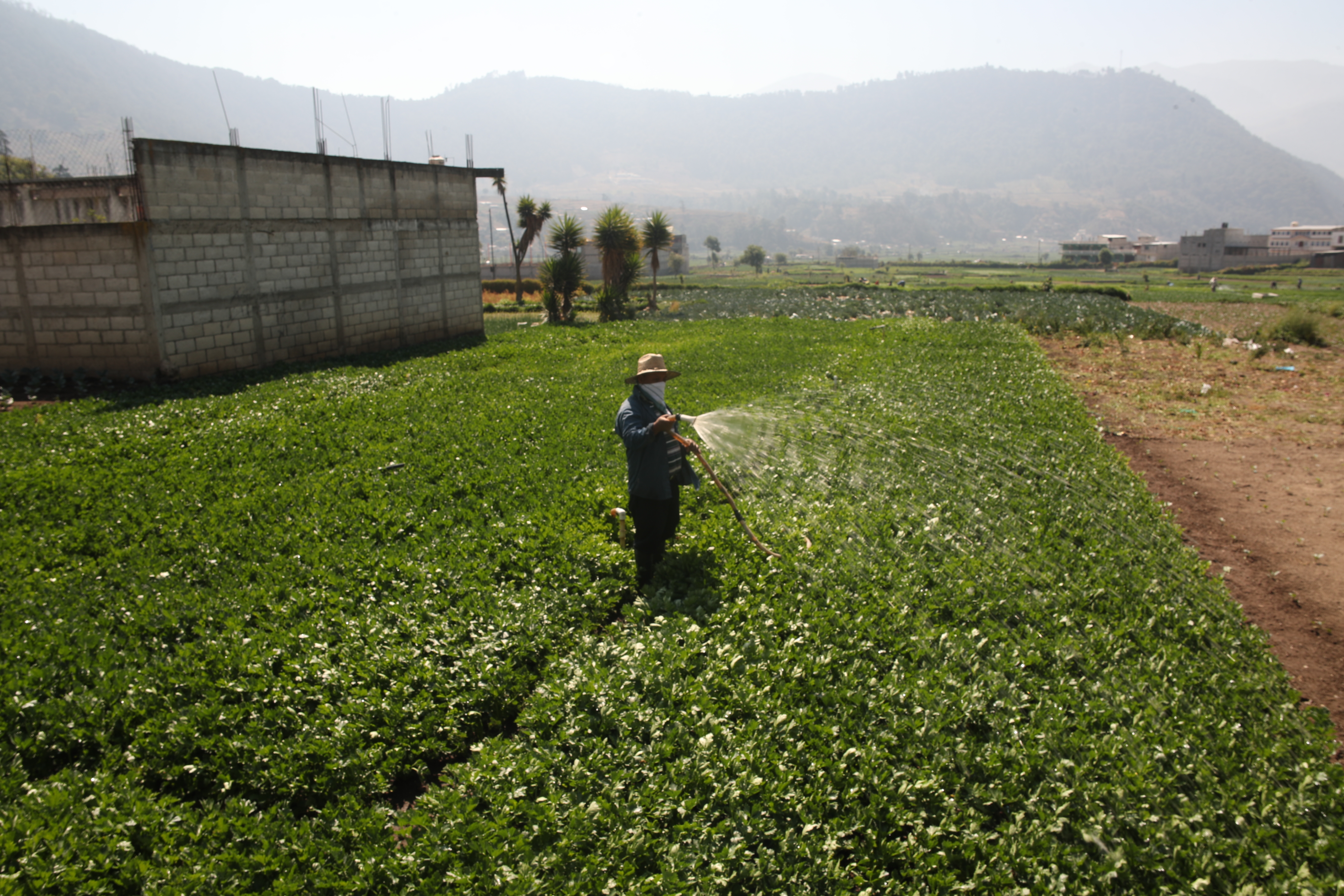 Agricultores de Xela trabajan en medio de la crisis sanitaria por el covid-19. (Foto Prensa Libre: María Longo) 