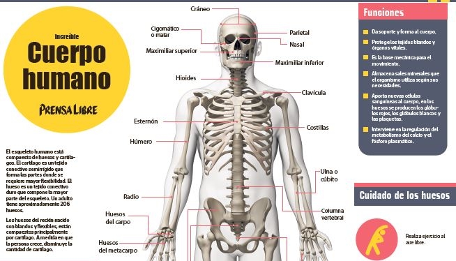Las láminas que se publicarán en la edición impresa de Prensa Libre son tamaño póster e incluyen los principales sistemas del cuerpo humano. Foto Prensa Libre.