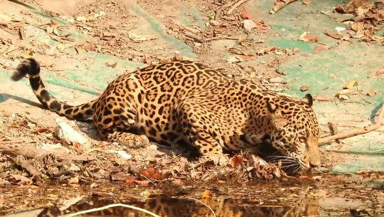 Un jaguar toma agua en una aguada artificial, en un sector del Biotopo Dos Lagunas y Mirador Río Azul, en Petén. (Foto Prensa Libre: Cortesía Francisco Asturias)