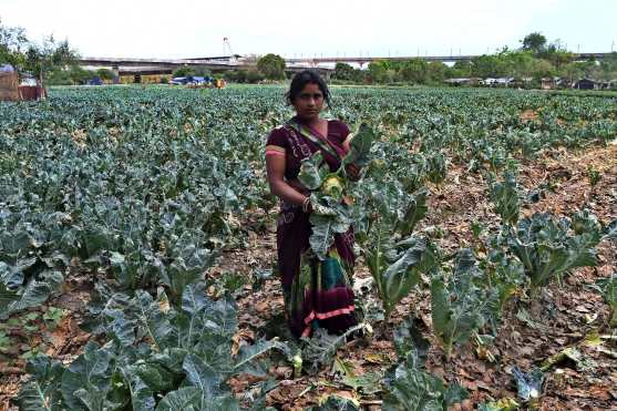 La ciudadana india Sushma Maurya, de 31 años, granjera, posa con coliflor en su granja de vegetales en Nueva Delhi el 23 de abril de 2020 durante la pandemia del coronavirus COVID-19. Foto Prensa Libre: AFP