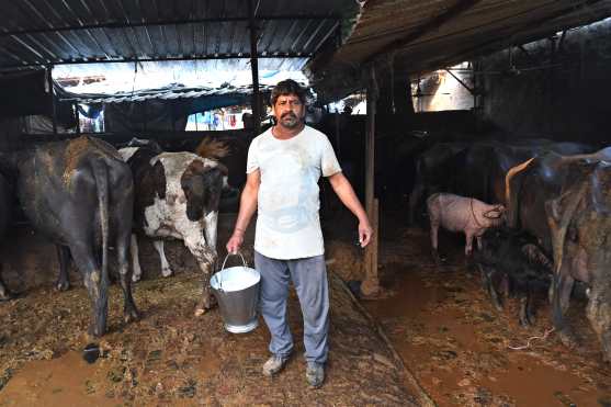 El ciudadano indio Shish Pal, de 54 años, lechero, posa con un balde lleno de leche de búfalo en su granja lechera en Ghaziabad, Uttar Pradesh, India, el 22 de abril de 2020 durante la pandemia de coronavirus COVID-19. Foto Prensa Libre: AFP