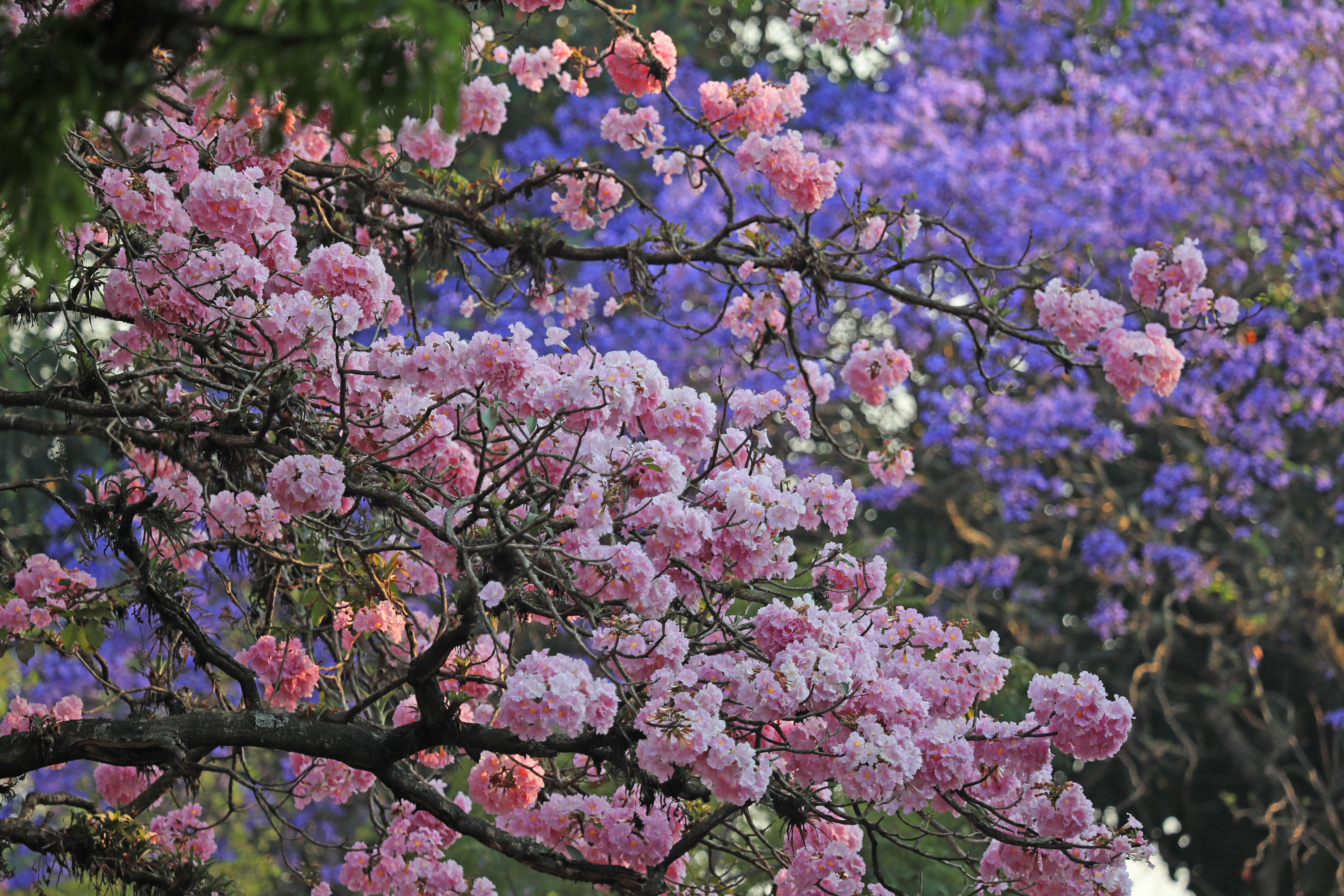 Los árboles se llenan de flores en la ciudad de Guatemala. 