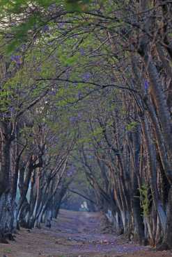 Un pasadizo de árboles de Jacaranda se observa en la 42 calle de calzada Atanasio Tzul. Foto Prensa Libre: Óscar Rivas