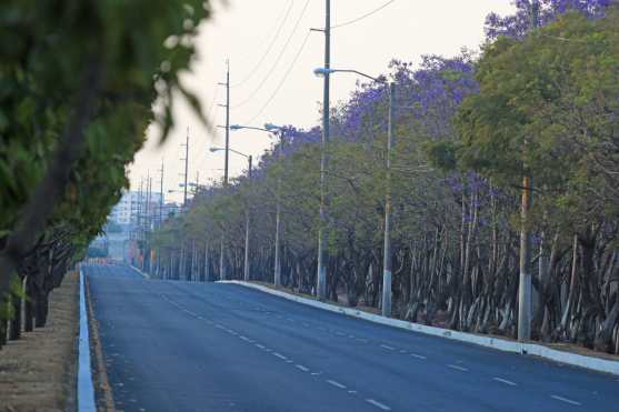 A un costado de la calzada Atanasio Tzul se observa una fila de áboles de Jacaranda. Foto Prensa Libre: Óscar Rivas