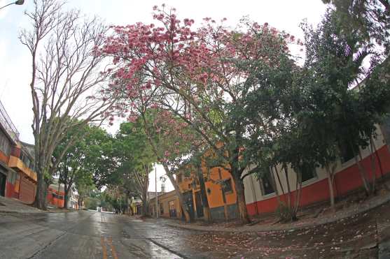 La primera calle de la zona 1 luce limpia y con el color de los árboles en la primera tarde de abril. Foto Prensa Libre: Óscar Rivas