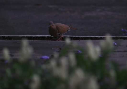 Los últimos rayos del sol nos muestran a una paloma que busca su alimento al final del día. Foto Prensa Libre: Óscar Rivas