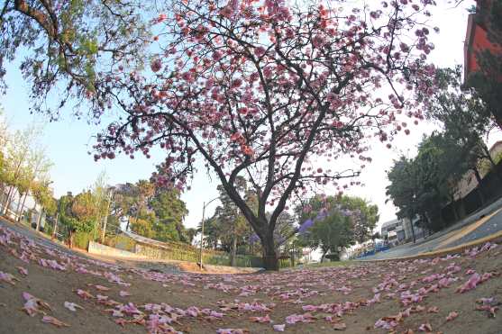 La tierra conserva las flores que caen sobre avenida La Castellana en la zona 8. Foto Prensa Libre:  Óscar Rivas