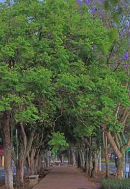 Los caminamientos de la avenida Simeón Cañas se llenan del verde de los árboles. Foto Prensa Libre: Óscar Rivas