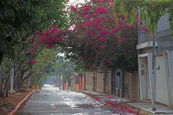 El carril auxiliar en la avenida Simeón Cañas luce vacío pero con un color rojo por las Buganvilias. Foto Prensa Libre: Óscar Rivas