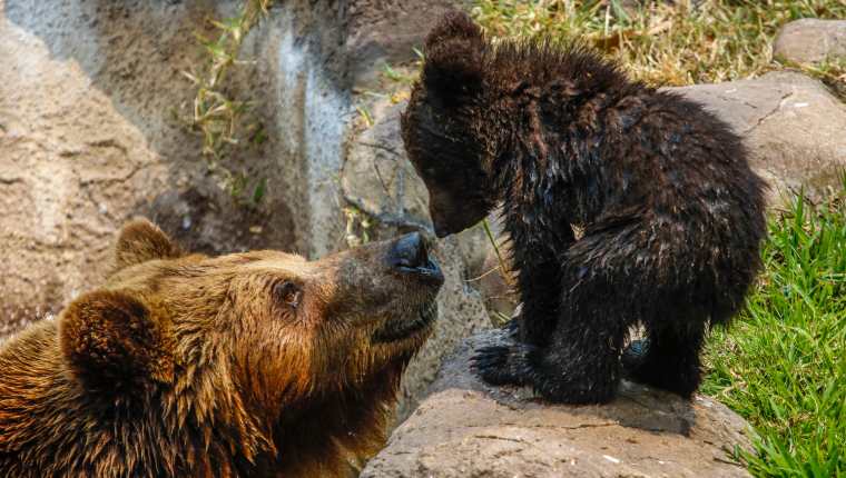 Los osos pardos Prohor y Polina, tuvieron un osezno que ha llenado de amor y ternura las instalaciones del Zoológico La Aurora. Fotografía Prensa Libre: Fernando Cabrera