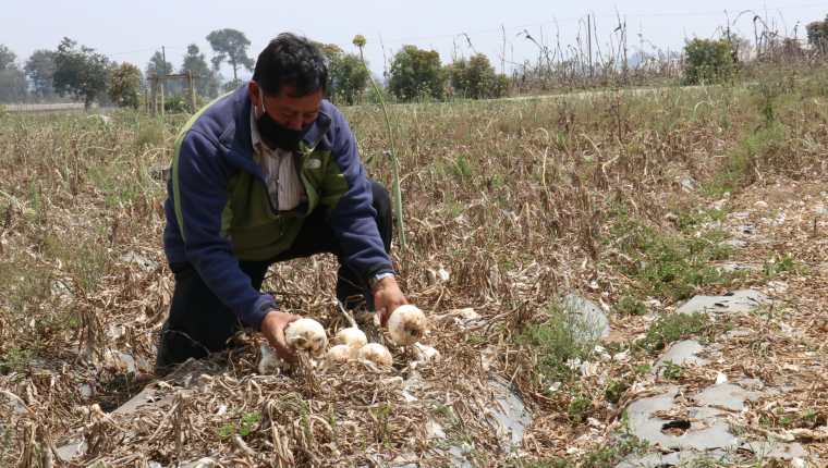 Algunos agricultores de Patzicía, Chimaltenango, dejan las cosechas en el campo porque no tienen dinero para pagar jornales. (Foto Prensa Libre: Víctor Chamalé)