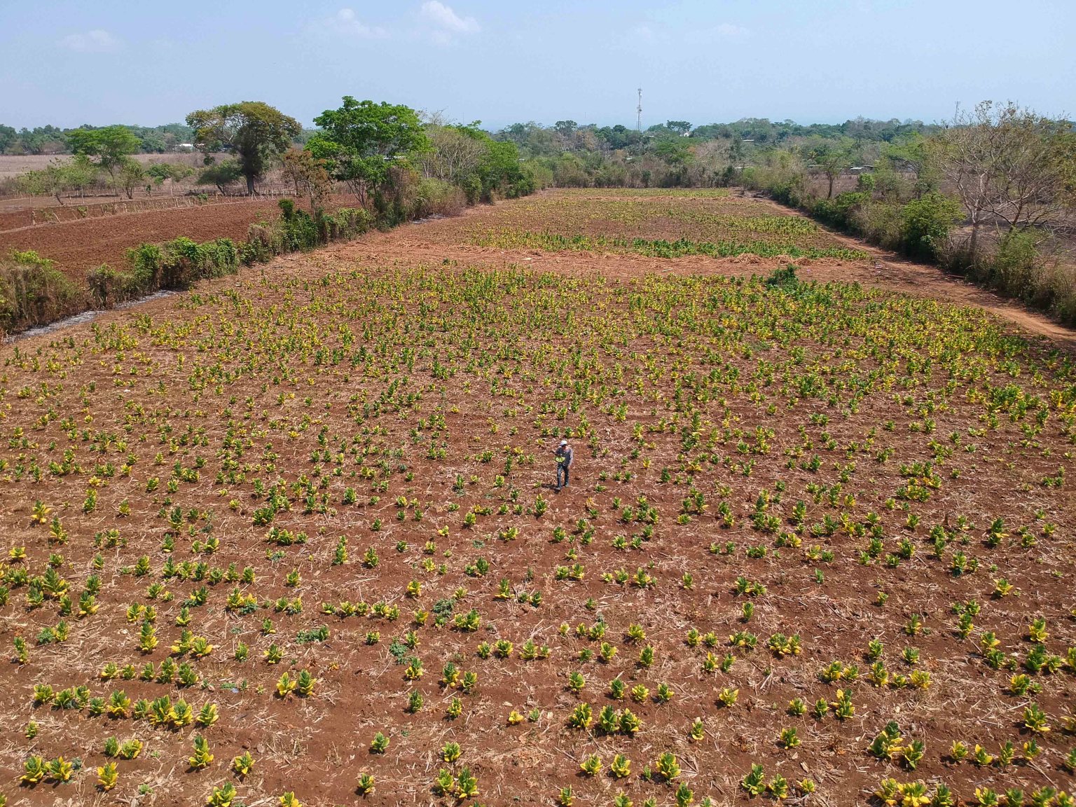 Agricultores de Caballo Blanco, Retalhuleu, están cosechando tabaco, pero temen que su producto no sea comprado por las tabacaleras. (Foto Prensa Libre: Rolando Miranda)