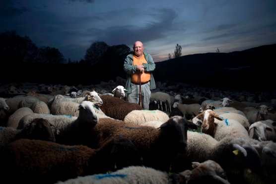El pastor español Ramón Montesinos, romano, posa con su rebaño de ovejas en Ronda, el 23 de abril de 2020 durante la pandemia del coronavirus COVID-19. Foto Prensa Libre: AFP