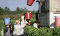 Miles de guatemaltecos trabajan en fincas agricultoras de EE. UU. Guatemala espera ampliar el número de visas para que la migración hacia ese país sea regular. (Foto Prensa Libre: Hemeroteca PL)