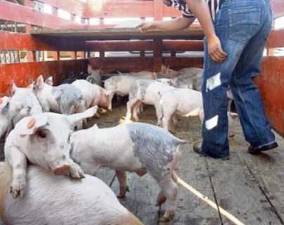 Coronavirus: Contrabando de cerdos desde México se disparó en un año