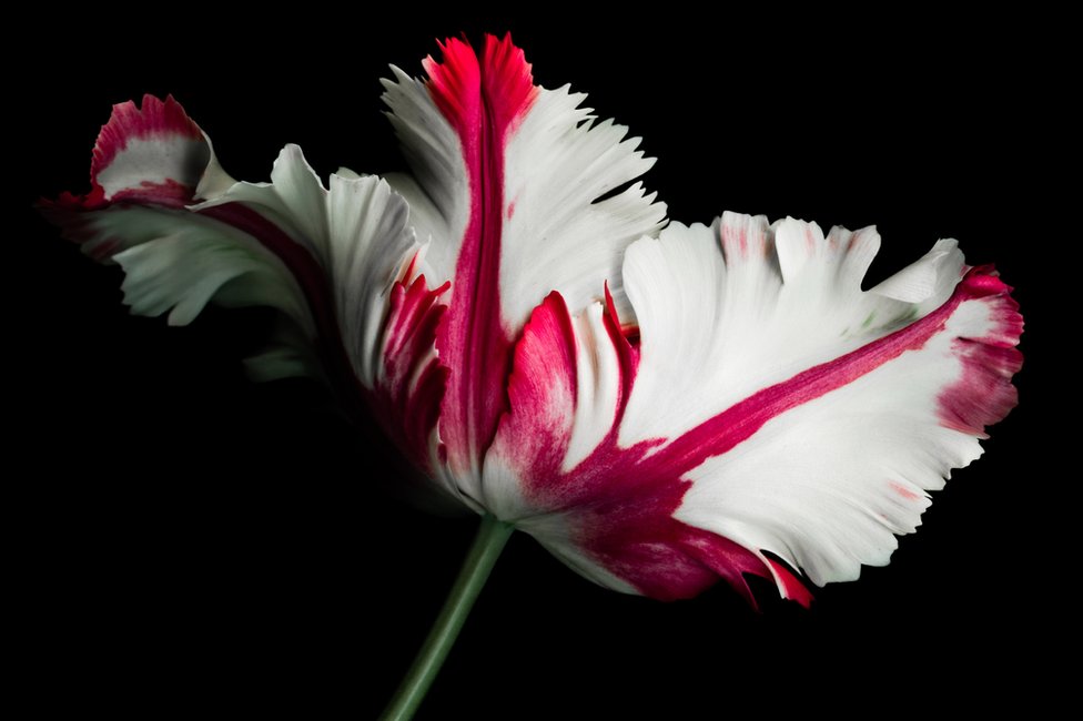 A principios de 1637, los bulbos de tulipán alcanzaban precios realmente extraordinarios. GETTY IMAGES