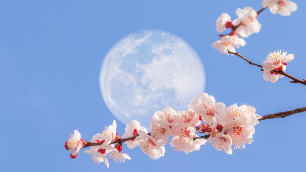 La luna de flor es símbolo de la primavera. GETTY IMAGES
