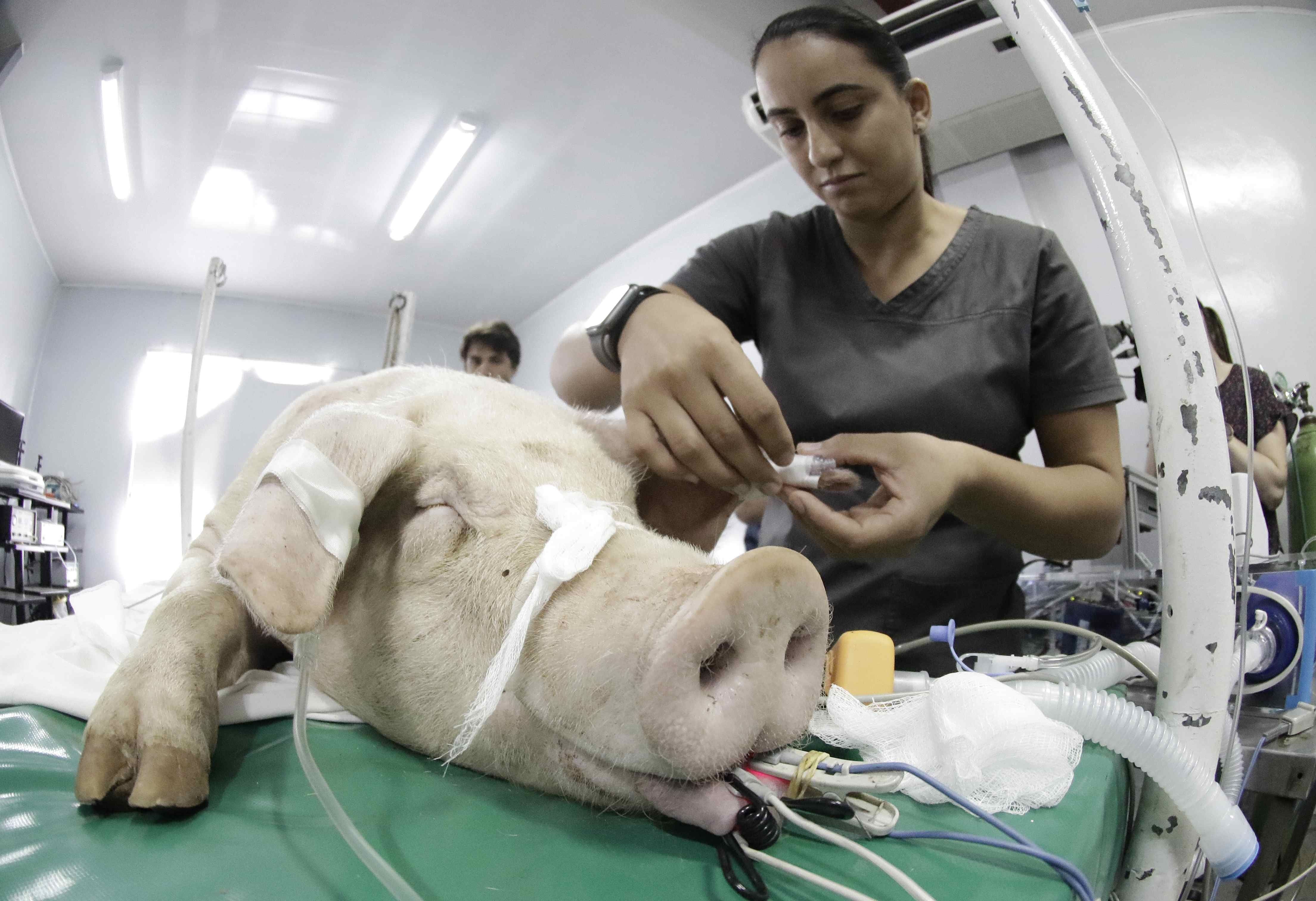 Los investigadores señalan que es urgente implementar una vigilancia de las poblaciones que trabajan en contacto con los cerdos. (Foto Prensa Libre: EFE)