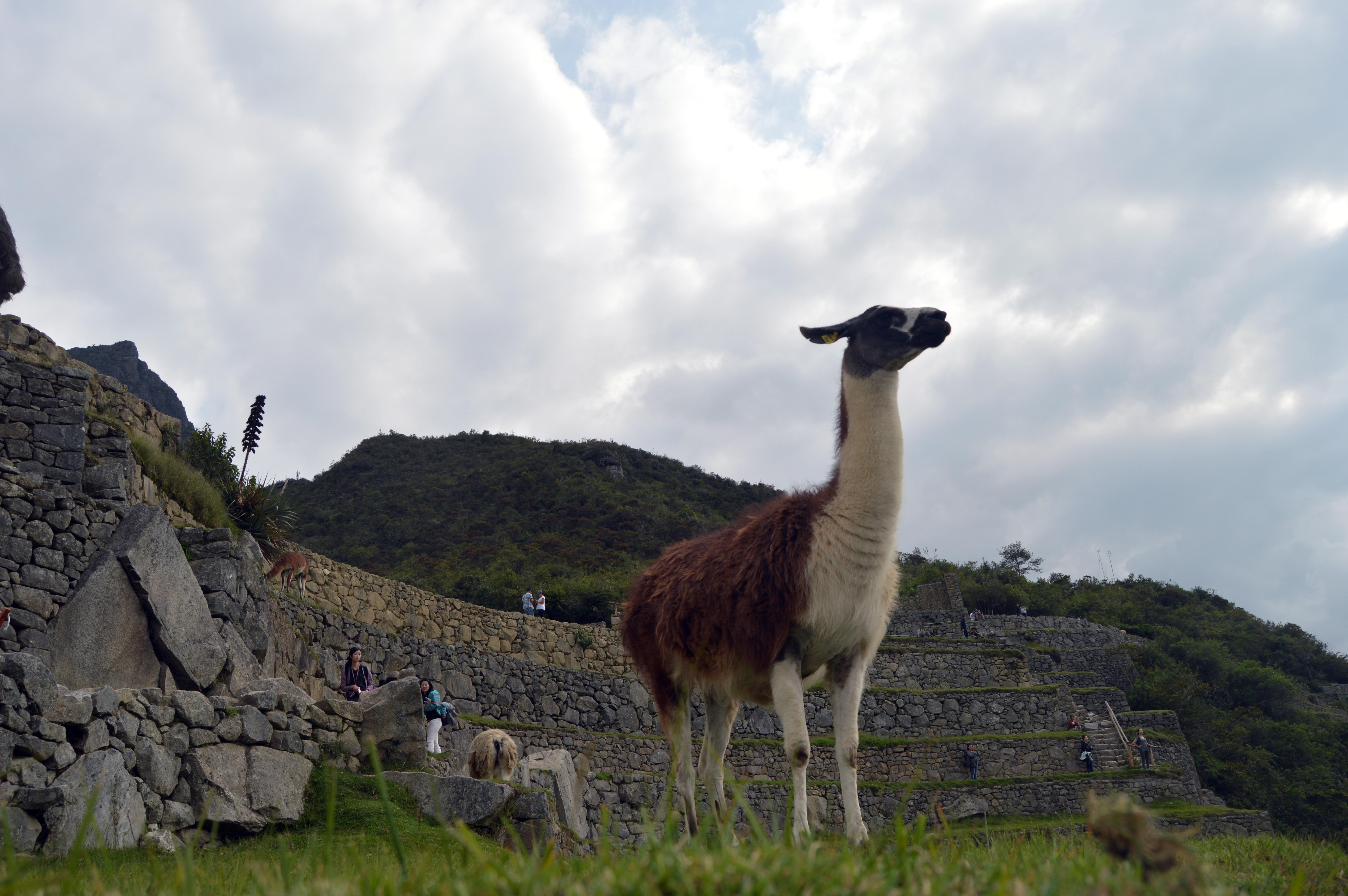 La llama produjo dos tipos de anticuerpos, uno similar a los anticuerpos humanos  que permitirían la cura contra el coronavirus. (Foto Prensa Libre: EFE)