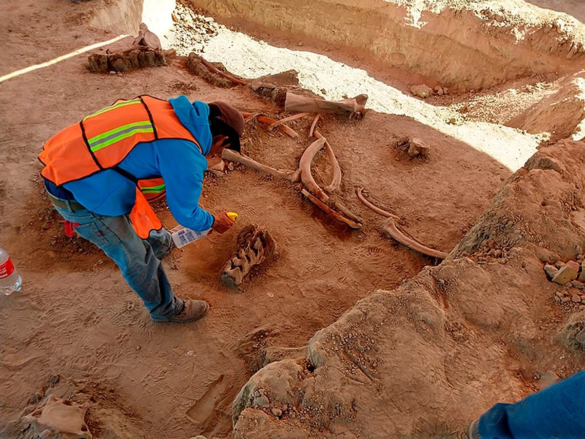 Una trampa mortal: experto explica la verdad sobre el yacimiento de mamuts más grande del mundo ubicado en México