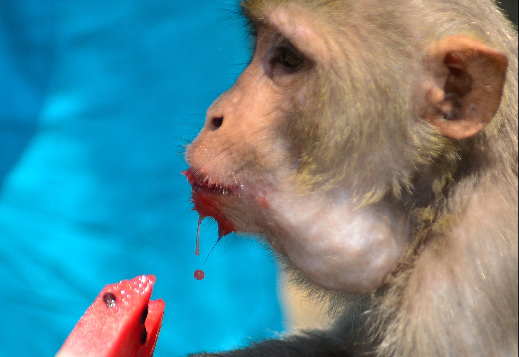 Científicos han llevado a cabo varios experimentos en monos para conocer con más profundidad cómo lograr la inmunidad contra el covid-19. (Foto Prensa Libre: AFP)