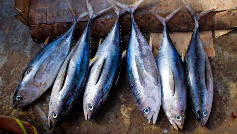 El pescado azul es uno de los alimentos con vitamina D. (Foto: AFP)