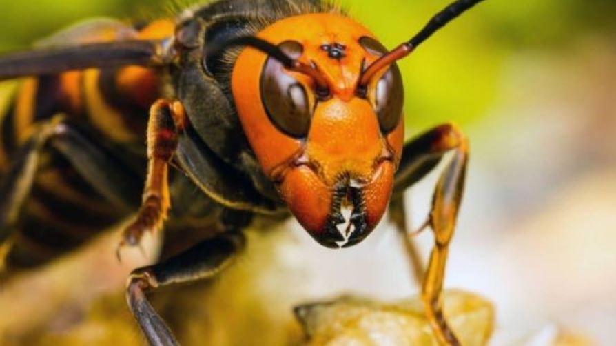 Alerta en EE. UU. por la llegada de un avispón gigante que podría ser letal para los humanos