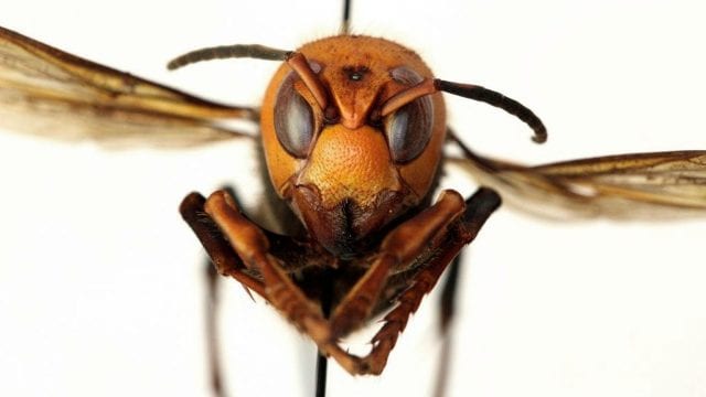 La vespa mandarinia es la especie de avispón más grande del mundo. (Foto Prensa Libre:  Departamento de Agricultura del Estado de Washington) 