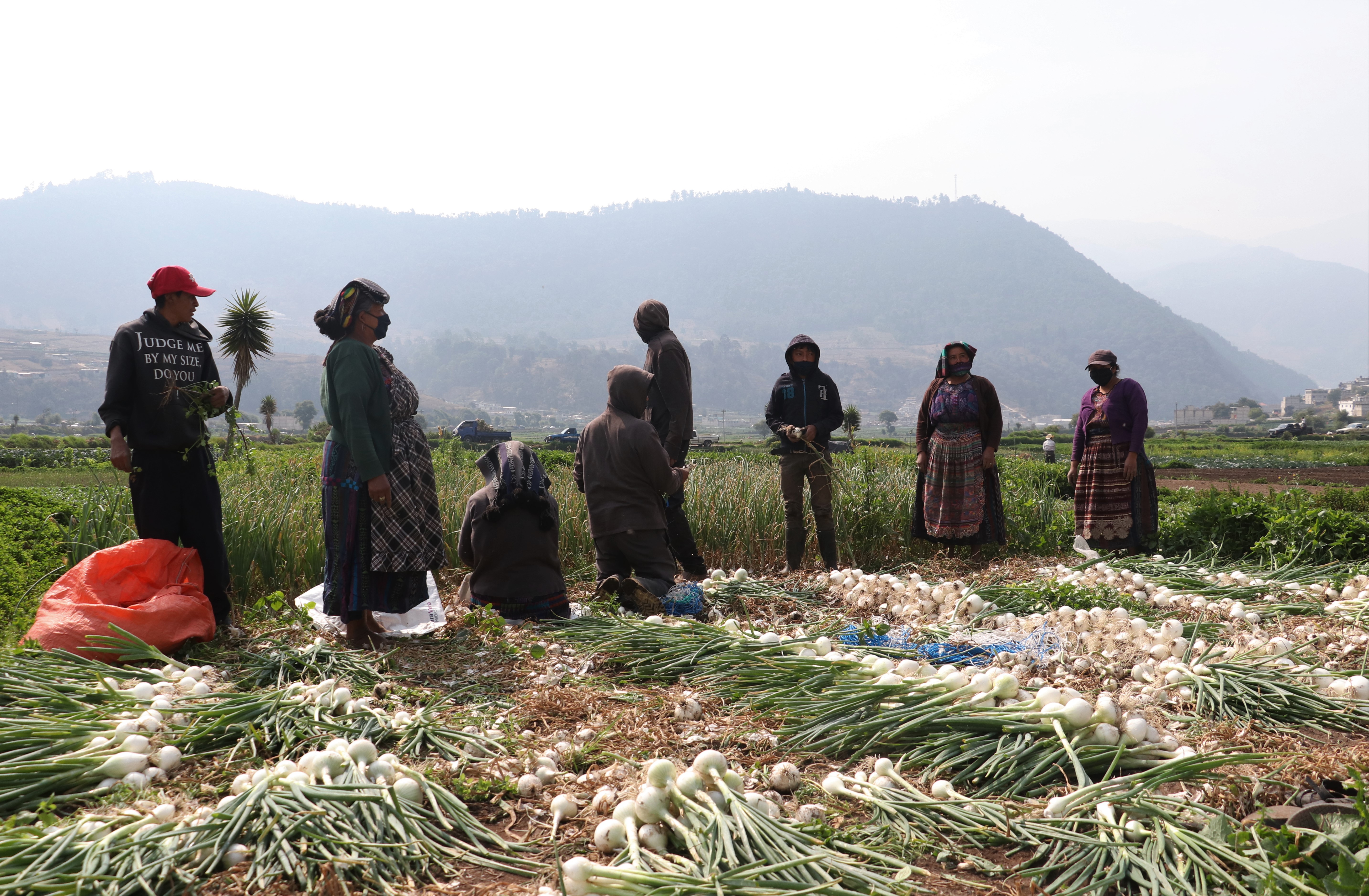 Los productores de verduras de Almolonga, Quetzaltenango, que exportan hacia El Salvador informaron que conocerán las nuevas disposiciones para enviar sus productos a ese mercado con la apertura de la economía este martes. (Foto Prensa Libre: Hemeroteca PL)
