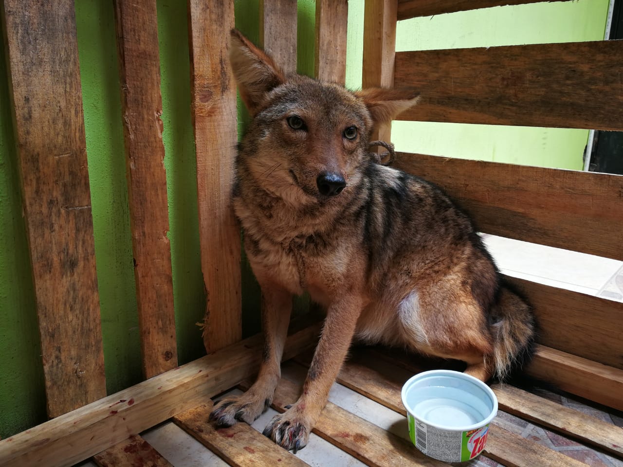 Una hembra de coyote herida fue trasladada a la Unidad Técnica del Conap de Quiché. (Foto Prensa Libre: Cortesía Conap)