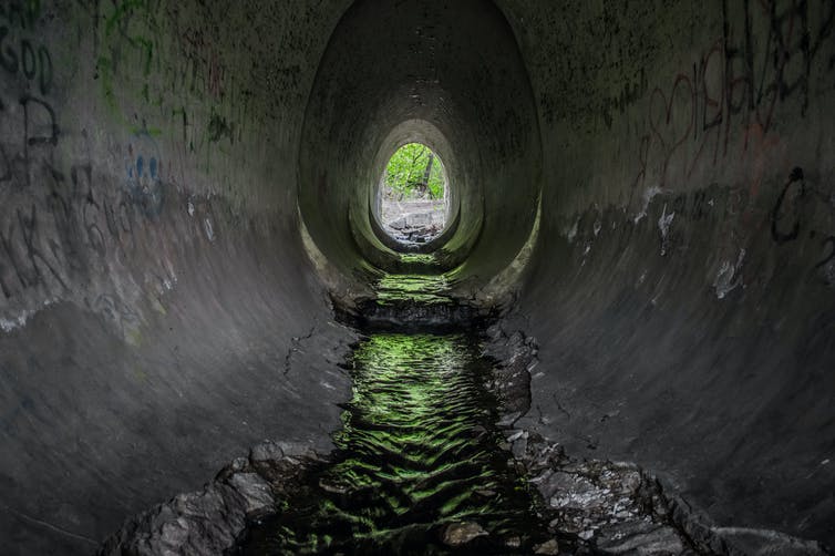 Dmytro Falkowskyi / Shutterstock