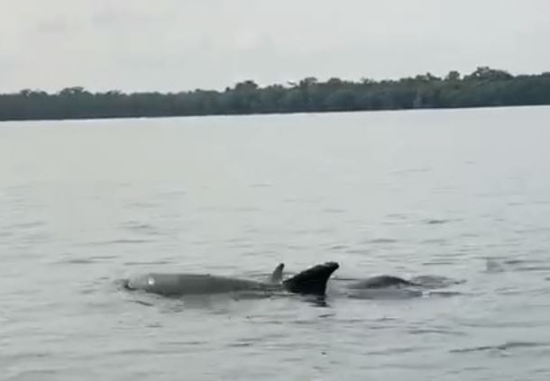 Vecinos de Izabal grabaron a un grupo de delfines en Río Dulce: (Foto Prensa Libre: Facebook José Martínez Lima)