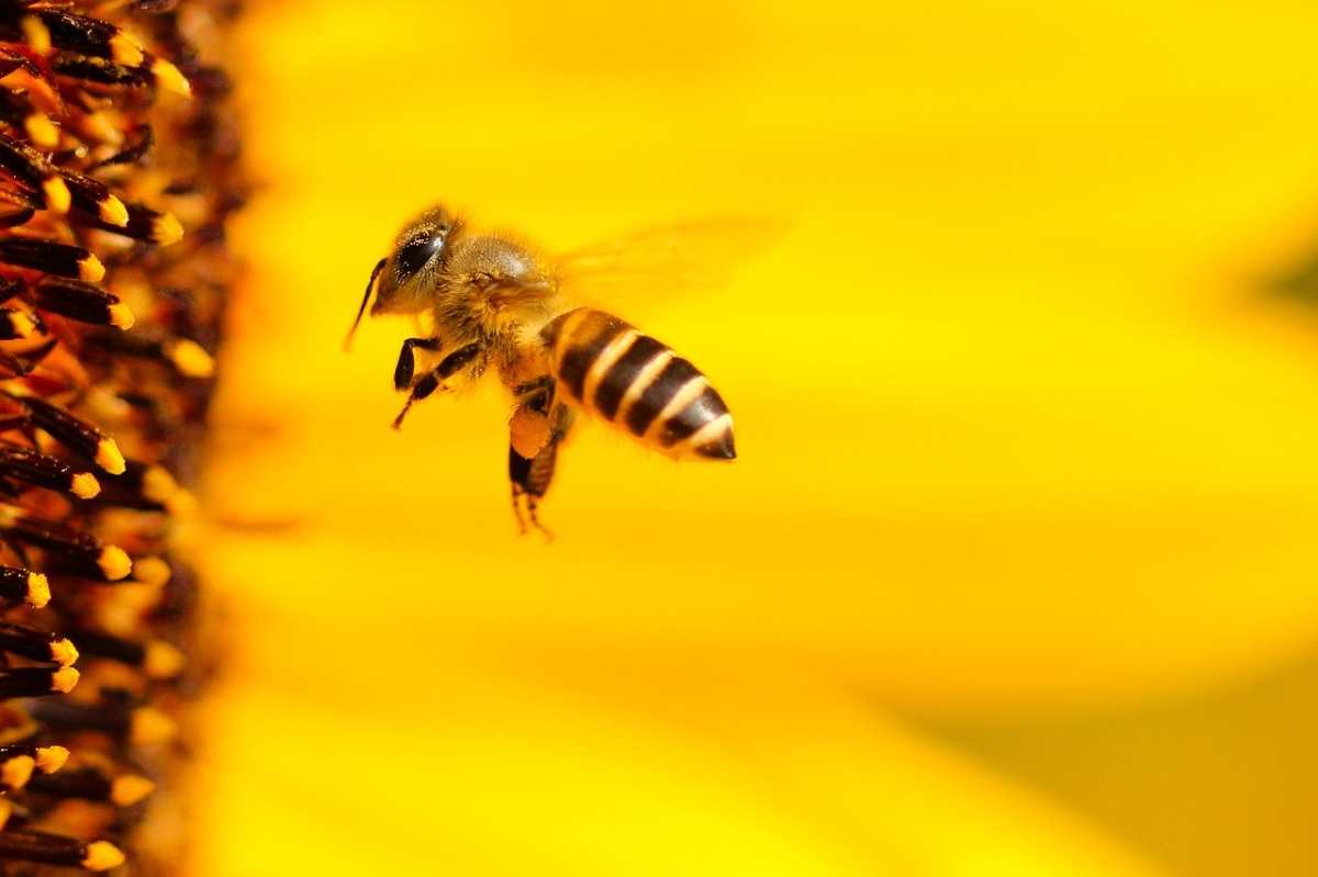 Día Mundial de las abejas: colabore en su protección desde el jardín