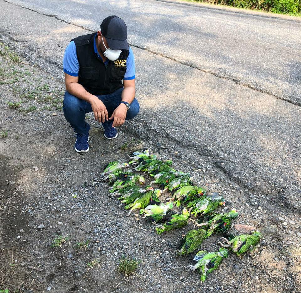 El tráfico de aves causa la muerte de 8 de cada 10 ejemplares, según el Conap. (Foto Prensa Libre: Dony Stewart)
