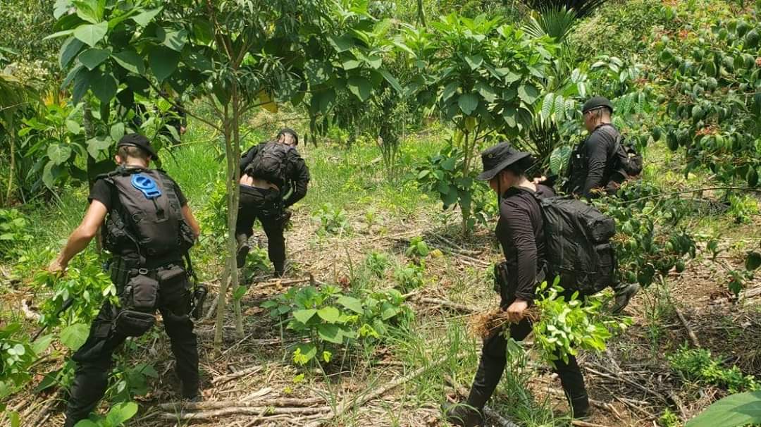 Los agentes de SGAIA erradicaron arbustos de coca en Izabal y Petén. Foto Prensa Libre: PNC
