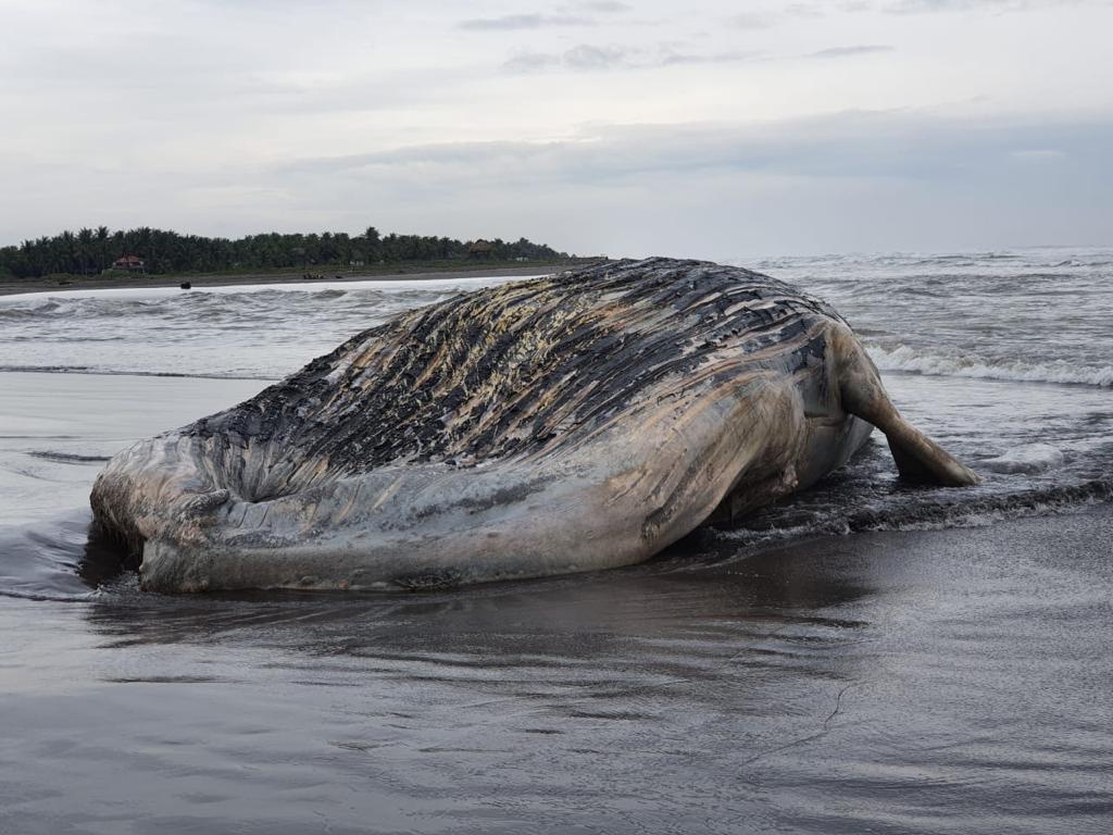 Pescadores encontraron el cadáver de esta ballena flotando en la playa de Tulate. (Foto Prensa Libre: Conap)
