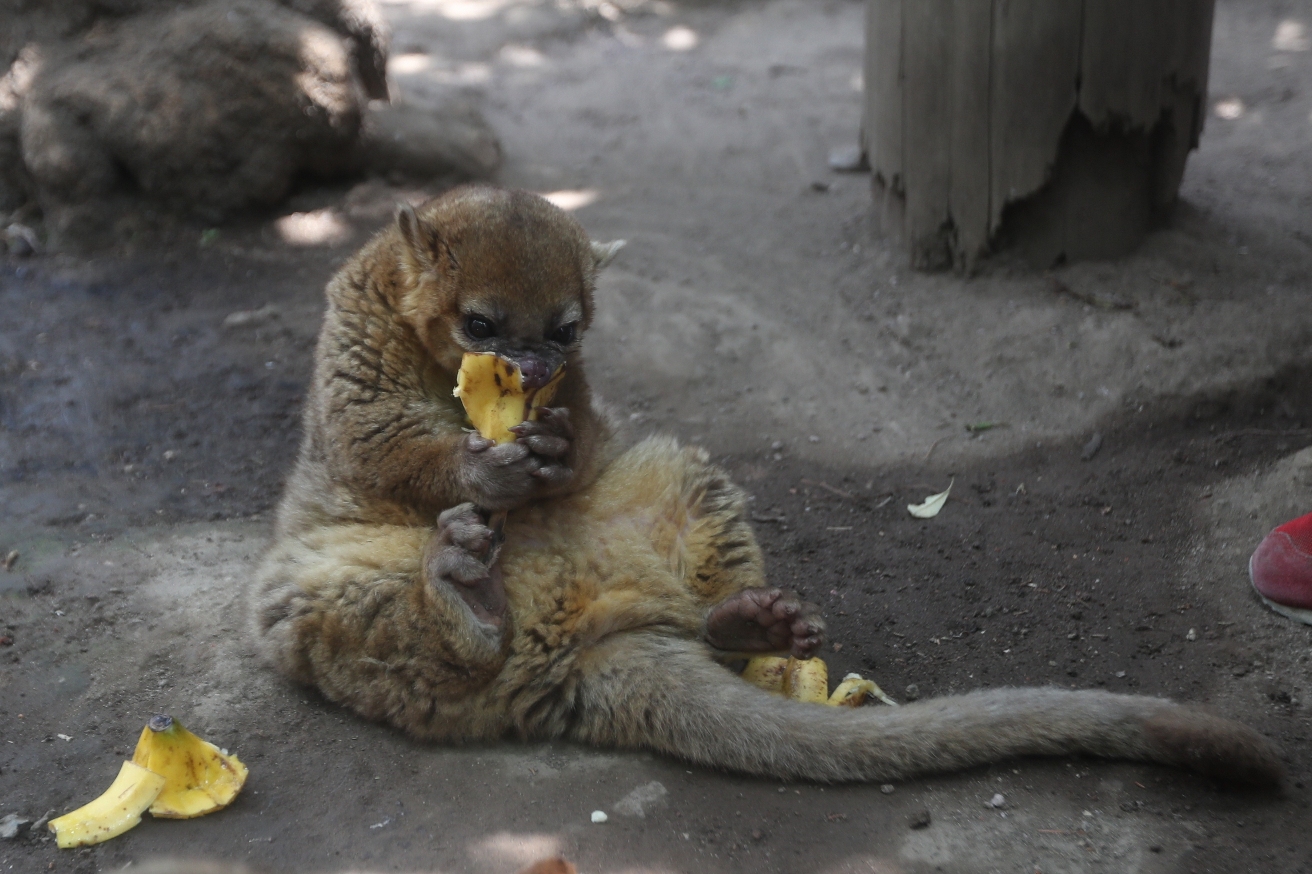 Los micoleones disfrutan comer bananos con miel durante el confinamiento, pero también extrañan a los visitantes. (Foto Prensa Libre: María Longo) 