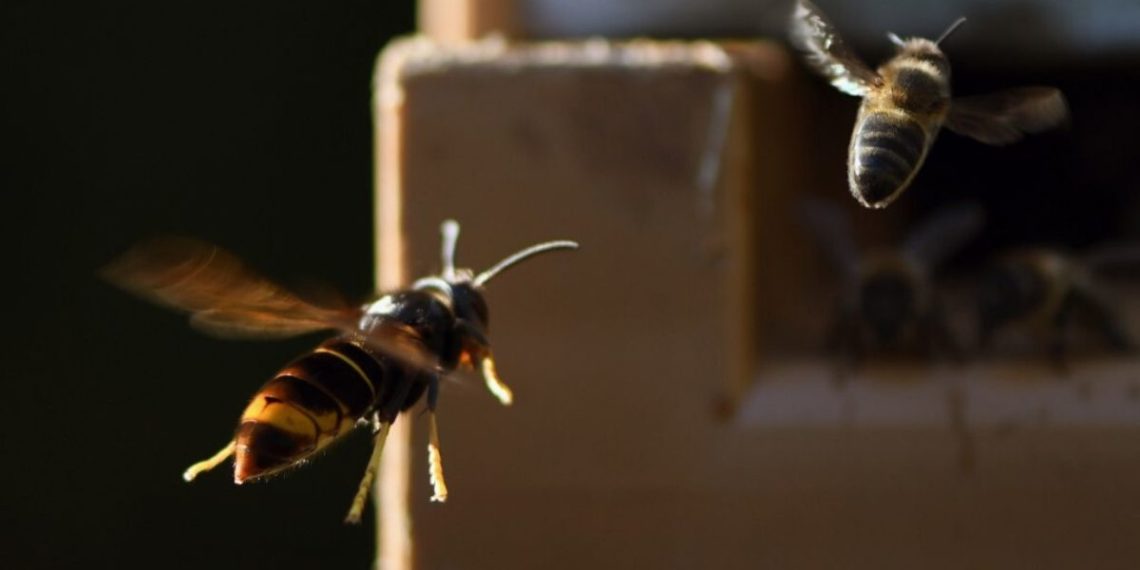 Los avispones asesinos son una amenaza para las abejas comunes. (Foto: AFP)