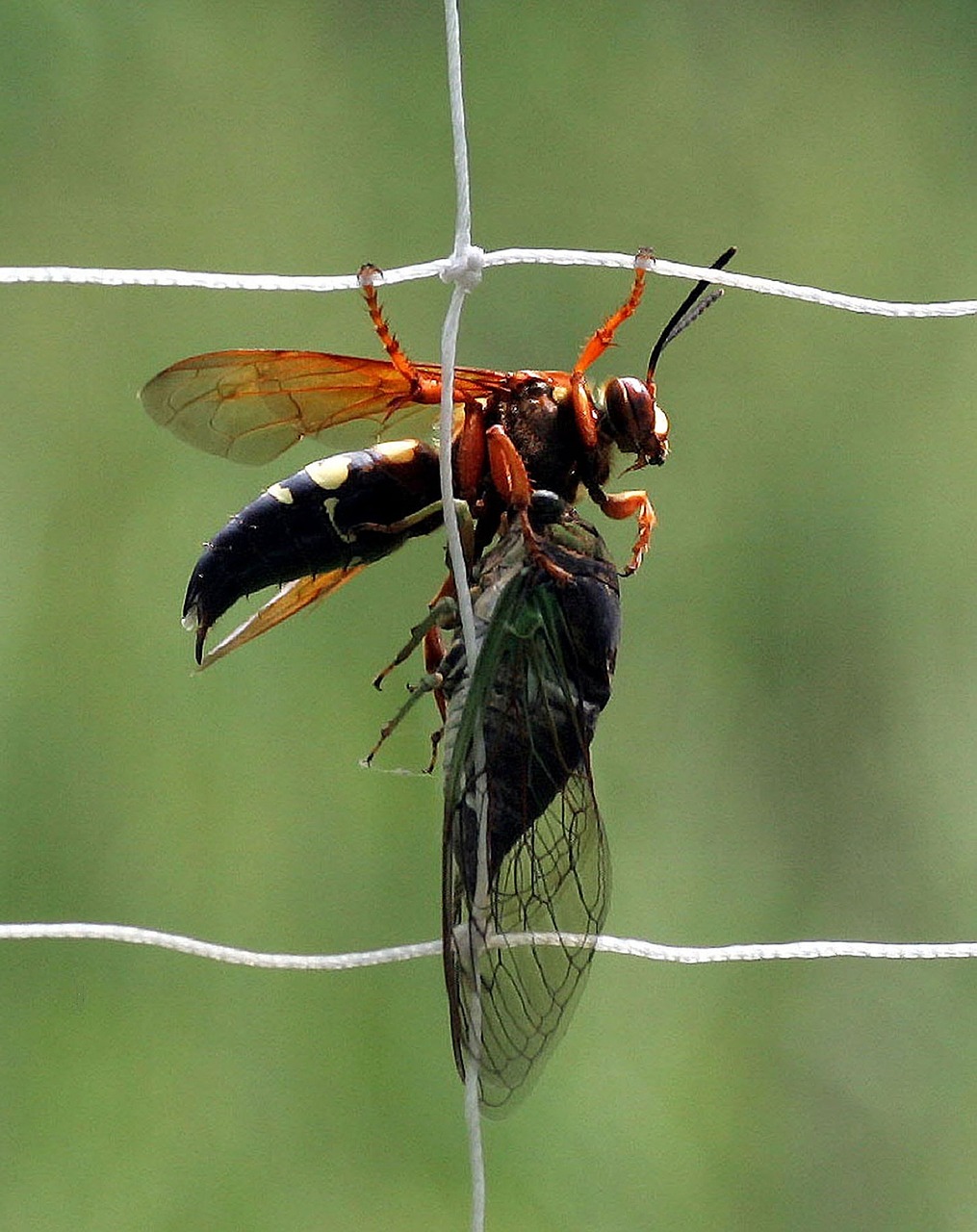 Las avispas asiáticas gigantes se alimentan principalmente de abejas.  Foto Prensa Libre: Pixabay