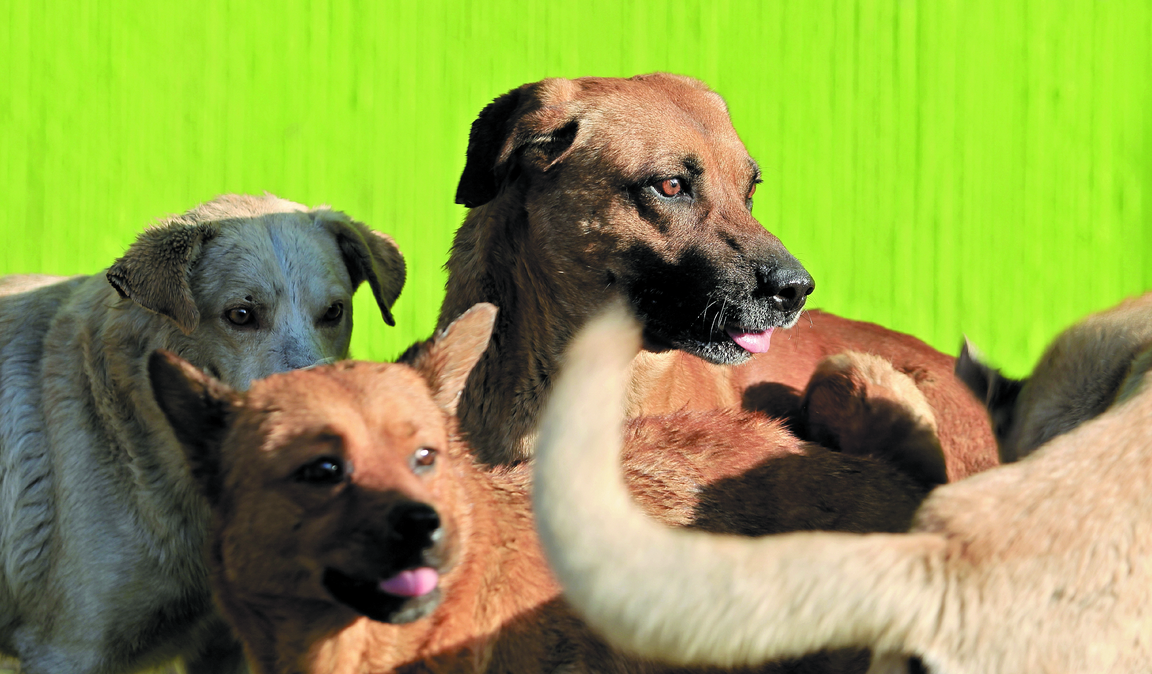 Los coronavirus que afectan a los perros son distintos al covid-19. (Foto Prensa Libre: Carlos Hernández)