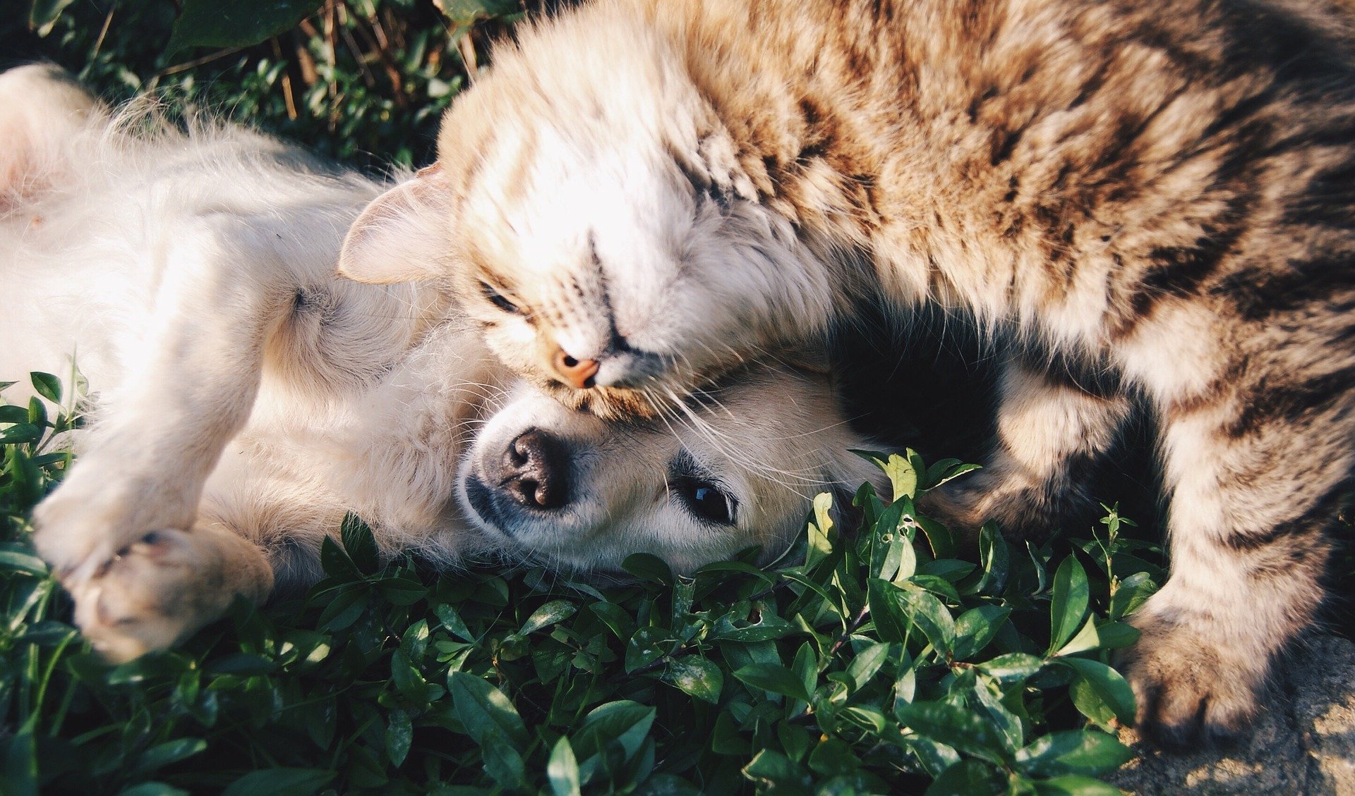 Compartir con una mascota puede traer beneficios emocionales. (Foto Prensa Libre: Pixabay)