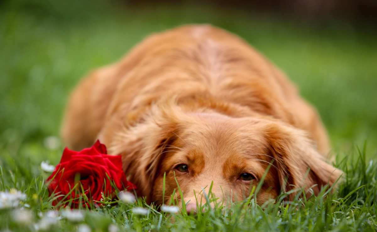 Eutanasia en mascotas: un adiós cargado de amor