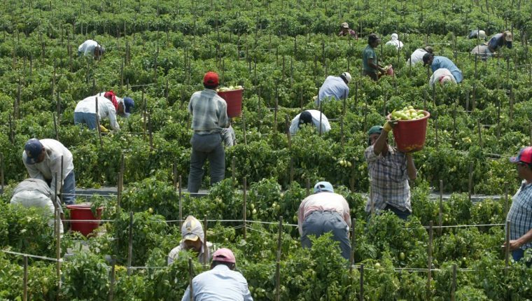 Miles de guatemaltecos que trabajan en EE. UU. se dedican a la agricultura. (Foto Prensa Libre: Hemeroteca)